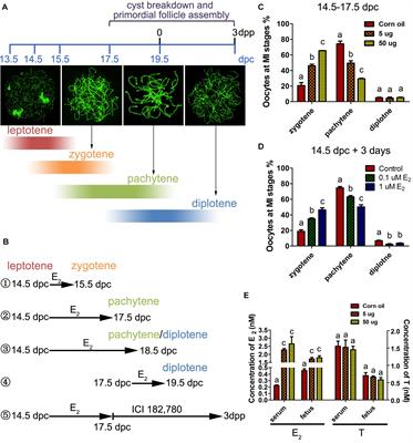 In utero Exposure to Excessive Estrogen Impairs Homologous Recombination and Oogenesis via Estrogen Receptor 2 in Mice